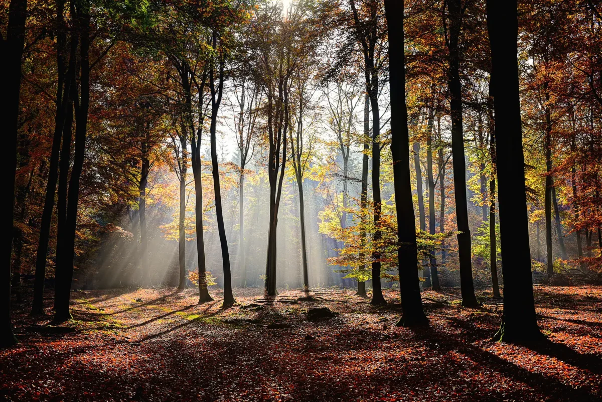 forest-sunrays-autumn-1920